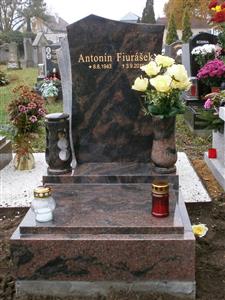 Aurora tulipán